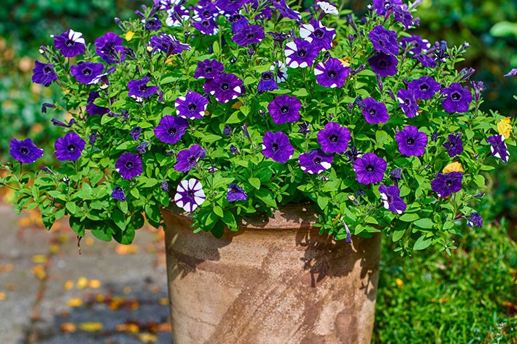 Bahçe ve Balkon Dekorasyonu Nasıl Yapılır