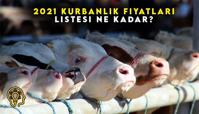 2021 Kurbanlık Fiyatları